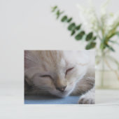 Postcrossing Slapen Siamese Kitten - Miss Winter Briefkaart (Staand voorkant)