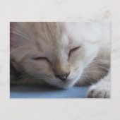 Postcrossing Slapen Siamese Kitten - Miss Winter Briefkaart (Voorkant)