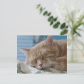 Postcrossing - Sleepy Kat Taz - Kat Briefkaart (Staand voorkant)