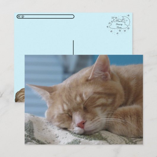 Postcrossing - Sleepy Kat Taz - Kat Briefkaart (Voorkant / Achterkant)