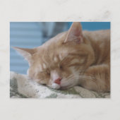 Postcrossing - Sleepy Kat Taz - Kat Briefkaart (Voorkant)