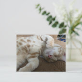 Postcrossing - Taz De Schattige Ginger Tabby - Cat Briefkaart (Staand voorkant)