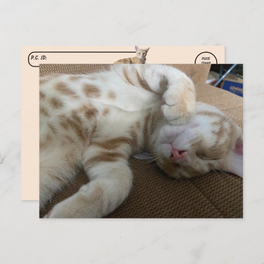 Postcrossing - Taz De Schattige Ginger Tabby - Cat Briefkaart (Voorkant / Achterkant)