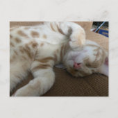 Postcrossing - Taz De Schattige Ginger Tabby - Cat Briefkaart (Voorkant)