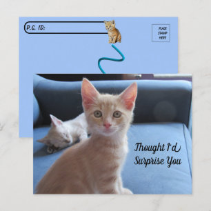 Postcrossing - Taz en Winter Surprise Cat Briefkaart