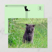 Postcrossing - The Grey Stray - Cat Briefkaart (Voorkant / Achterkant)