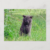Postcrossing - The Grey Stray - Cat Briefkaart (Voorkant)