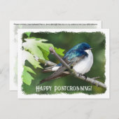 Postcrossing Tree Swallow - Briefkaart (Voorkant / Achterkant)