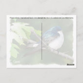 Postcrossing Tree Swallow - Briefkaart (Achterkant)