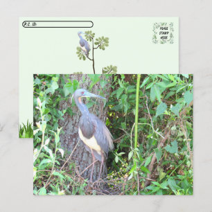 Postcrossing - Tri-Color Heron Bouwen van een Nest Briefkaart