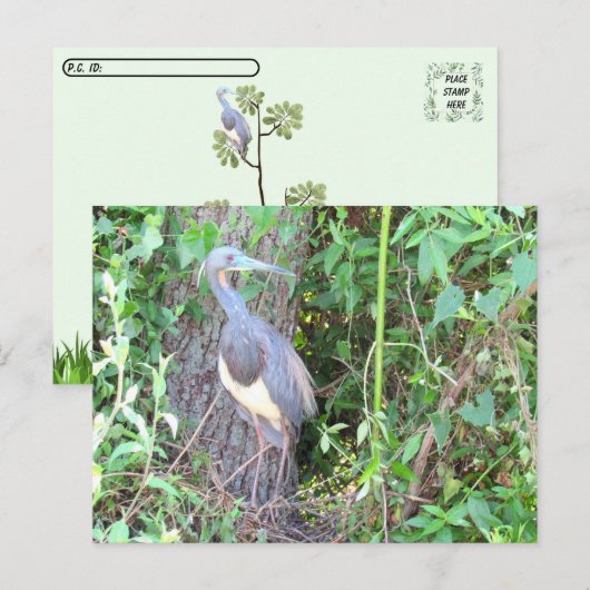 Postcrossing - Tri-Color Heron Bouwen van een Nest Briefkaart (Voorkant / Achterkant)