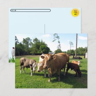 Postcrossing Veel koeien & een paar kleine stieren Briefkaart