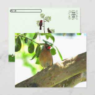 Postcrossing - Vrouw Kardinaal Achtertuin Vogel Briefkaart