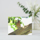 Postcrossing - Vrouw Kardinaal Achtertuin Vogel Briefkaart (Staand voorkant)