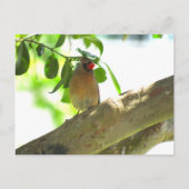 Postcrossing - Vrouw Kardinaal Achtertuin Vogel Briefkaart (Voorkant)