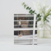 Postcrossing - Where's Mom Cat Postcard Feestdagenkaart (Staand voorkant)