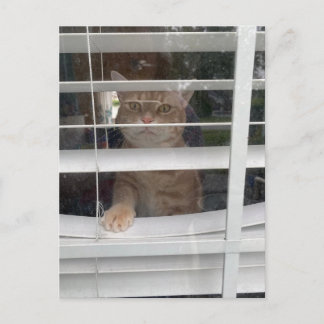 Postcrossing - Where's Mom Cat Postcard Feestdagenkaart