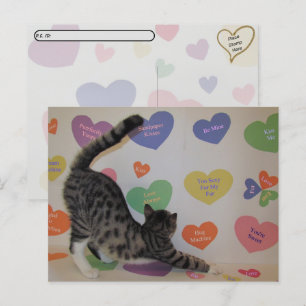 Postcrossing - Wyatt de kat's Gespreksharten Briefkaart