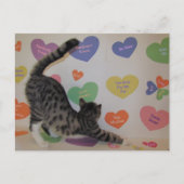 Postcrossing - Wyatt de kat's Gespreksharten Briefkaart (Voorkant)