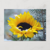 Postcrossing - Zonnebloem in het Sneeuw Briefkaart (Voorkant)