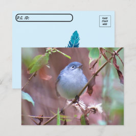 Postcrossover Blue-Gray Gnatcatcher Backyard Bird Briefkaart