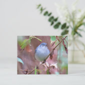 Postcrossover Blue-Gray Gnatcatcher Backyard Bird Briefkaart (Staand voorkant)