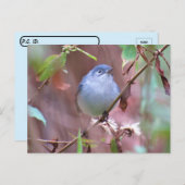 Postcrossover Blue-Gray Gnatcatcher Backyard Bird Briefkaart (Voorkant / Achterkant)