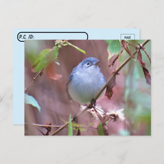 Postcrossover Blue-Gray Gnatcatcher Backyard Bird Briefkaart (Voorkant / Achterkant)