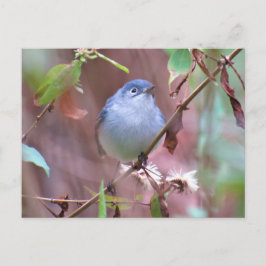 Postcrossover Blue-Gray Gnatcatcher Backyard Bird Briefkaart