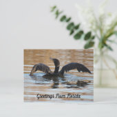 Postcrossover Double Crested Cormorant Swimming Briefkaart (Staand voorkant)