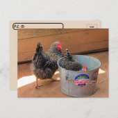 Postcrossover Two Darn Cute Chickens Briefkaart (Voorkant / Achterkant)