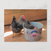 Postcrossover Two Darn Cute Chickens Briefkaart (Voorkant)