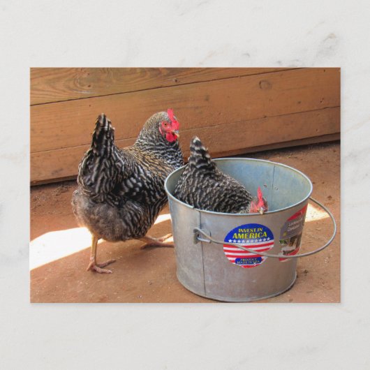 Postcrossover Two Darn Cute Chickens Briefkaart (Voorkant)