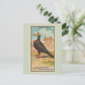 postduif briefkaart (Staand voorkant)