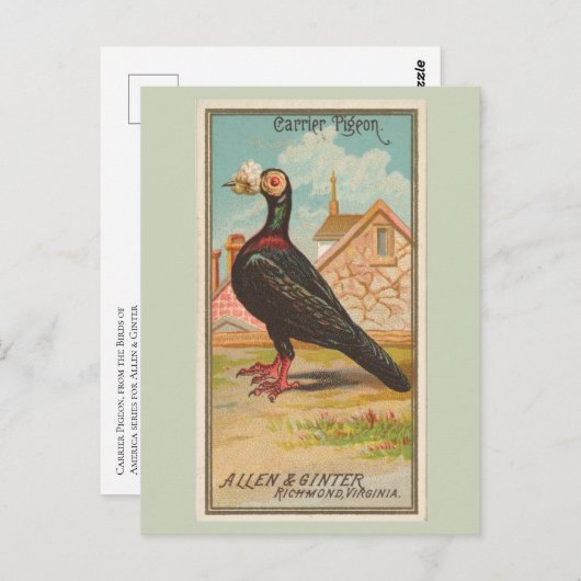 postduif briefkaart (Voorkant / Achterkant)