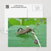 Posten met bladeren (Acanthocephala fenorata) Briefkaart (Voorkant / Achterkant)