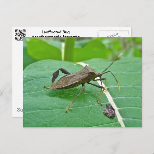 Posten met bladeren (Acanthocephala fenorata) Briefkaart (Voorkant / Achterkant)