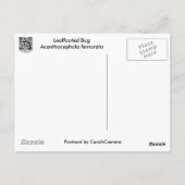 Posten met bladeren (Acanthocephala fenorata) Briefkaart (Achterkant)