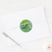 Posten met bladeren (Acanthocephala fenorata) Ronde Sticker (Envelop)