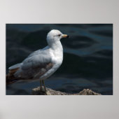 Poster (Voorkant)
