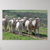 Poster (Voorkant)
