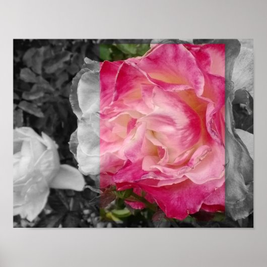 POSTER 11x14, ROZE Bloem (Voorkant)