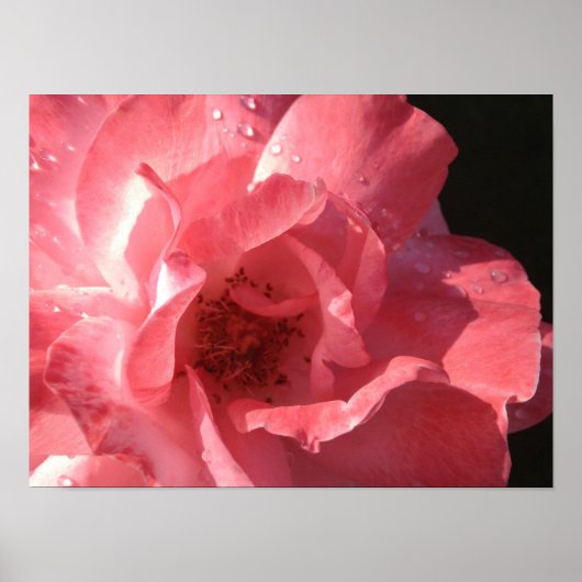 Poster 16 x 12 (Voorkant)