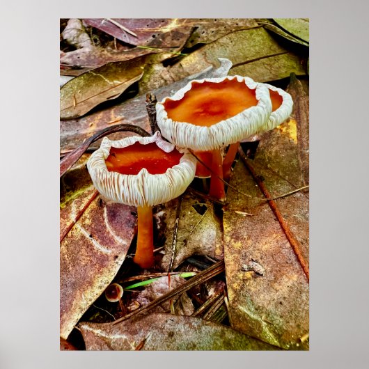 Poster 18 x 24 (Voorkant)