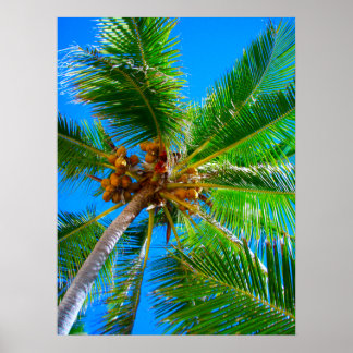 Poster (18 x 24 inch) palmboom Vanuatu