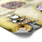 Poster 18x12 Paddenstoelen (eetbaar en medicinaal) (Hoek)