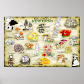 Poster 18x12 Paddenstoelen (eetbaar en medicinaal) (Voorkant)