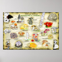 Poster 18x12 Paddestoelen van Vermont