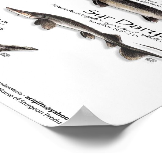 POSTER - 18x24 - STURGEON VAN DE WERELD (Hoek)