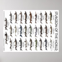 POSTER - 18x24 - STURGEON VAN DE WERELD
